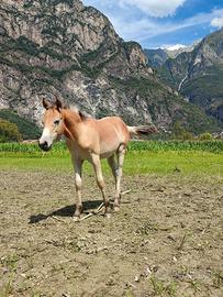 Puledro haflingher x criollo