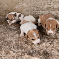 Cuccioli jack Russel