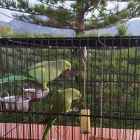 Parrocchetti dal collare con voliera completa