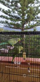 Parrocchetti dal collare con voliera completa