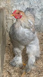 Gallo Brahma Isabella