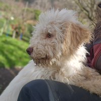 Cucciolo di Lagotto Romagnolo con pedigree