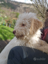 Cucciolo di Lagotto Romagnolo con pedigree