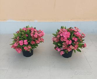 PIANTE GRASSE DI EUPHORBIA MILII