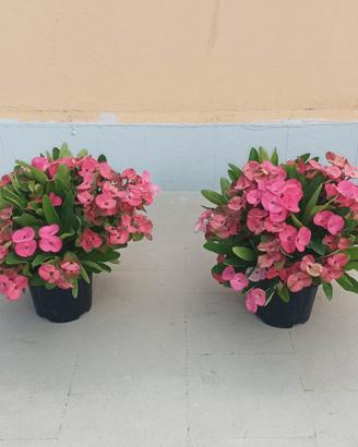 PIANTE GRASSE DI EUPHORBIA MILII