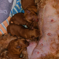 Cuccioli Barboncini Toy Fulvo Pedigree ENCI