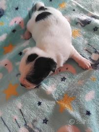 Cucciolo di Jack russell
