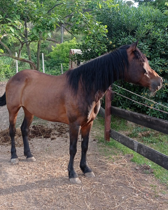 Mezza fida cavallo