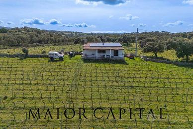 Berchidda | Terreno con vigneto di 2 ettari e casa