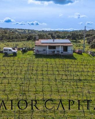 Berchidda | Terreno con vigneto di 2 ettari e casa