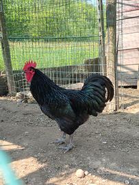 Gallo Australorp