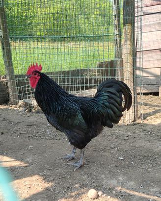 Gallo Australorp