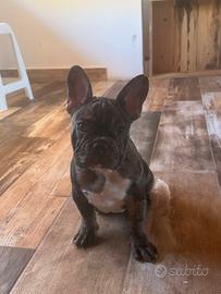 Cucciolo bulldog francese merlè
