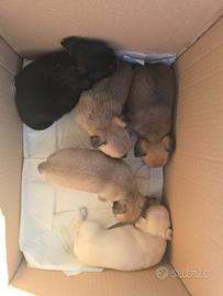 Cuccioli chihuahua