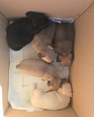 Cuccioli chihuahua