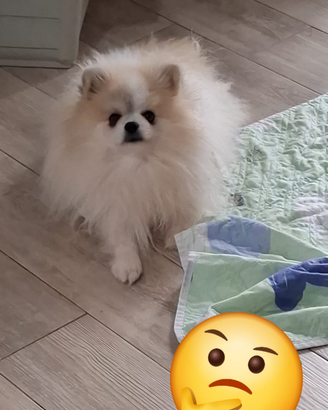 Volpino pomerania
