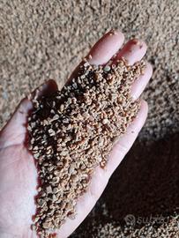 Nocciolino bianco asciutto