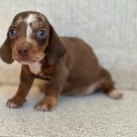 Bassotti kaninchen