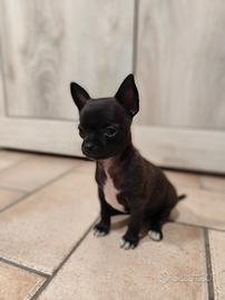 chihuahua toy