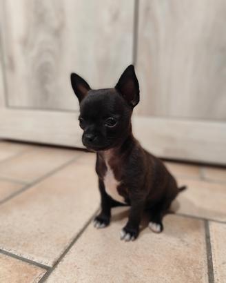 chihuahua toy