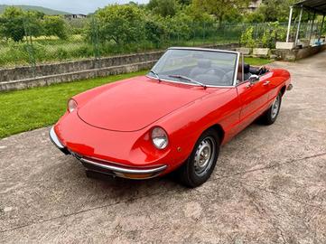 Alfa Spider Duetto TARGA ORO