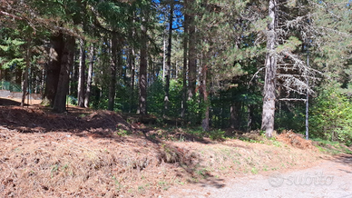 Terreno in sila edificabile camigliatello silano