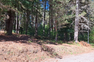 Terreno in sila edificabile camigliatello silano
