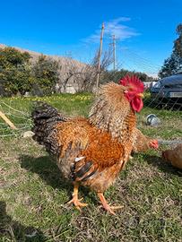 Gallo Bielefelder adulto 2 anni - Imponente, sano