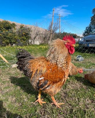 Gallo Bielefelder adulto 2 anni - Imponente, sano