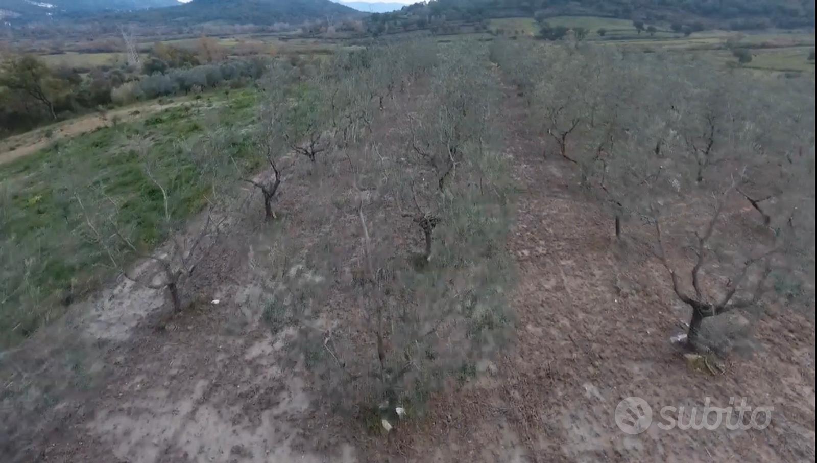 Uliveto - Vista 4