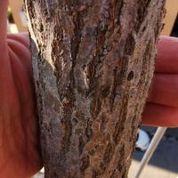 Melograno var Dente di cavallo pianta