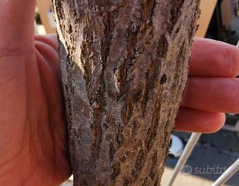 Melograno var Dente di cavallo pianta