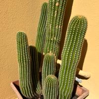 Pianta grassa 15 Trichocereus CONSEGNA GRATUITA