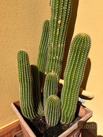 Pianta grassa 15 Trichocereus CONSEGNA GRATUITA