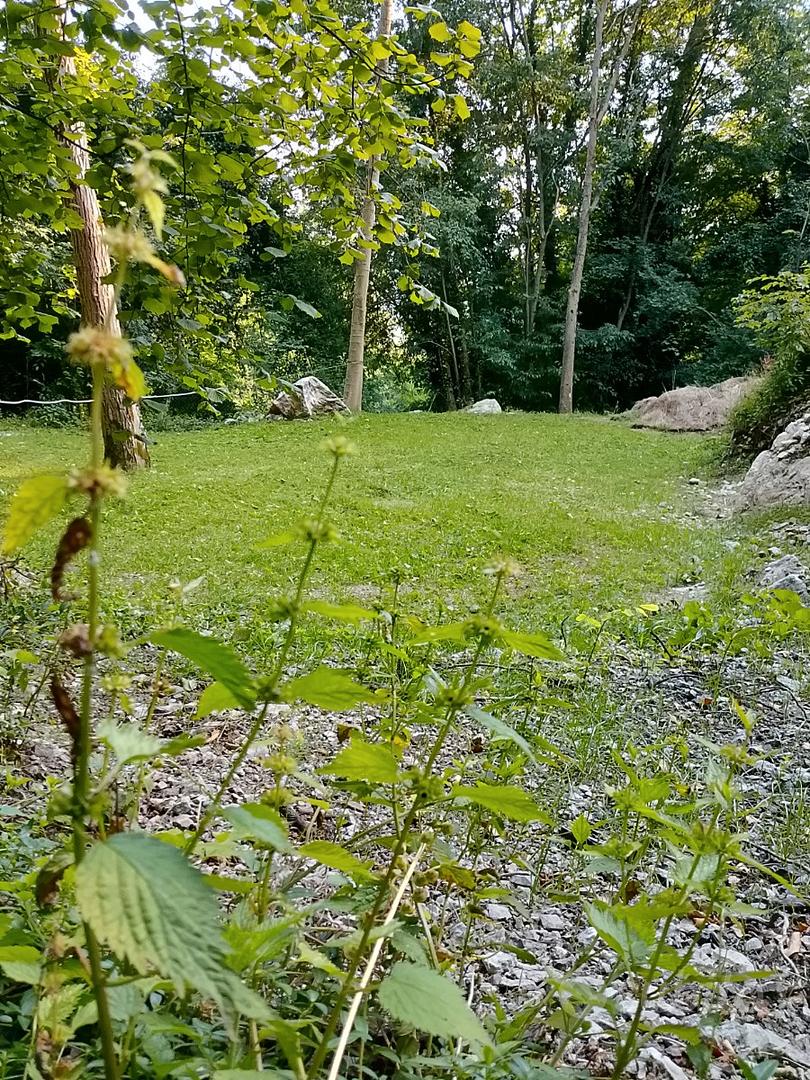 Il Prato nel bosco - Vista 5