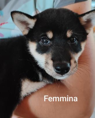 Shiba inu