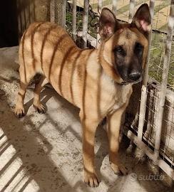 Pastore belga malinois