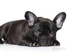Cucciola di bulldog fracese