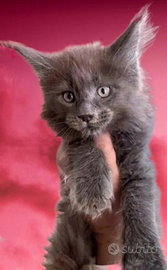 MAINE COON maschio Blue Pedigree A ExpoAffissoANFI