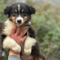 Cuccioli australian shepherd super