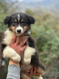 Cuccioli australian shepherd super