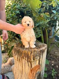 Cuccioli di barboncino albicocca