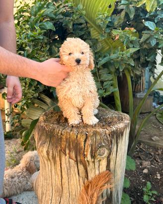 Cuccioli di barboncino albicocca