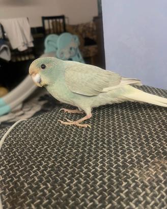 Pappagallo