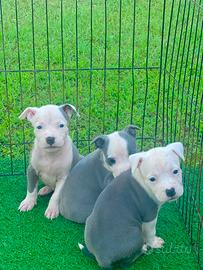 Amstaff blu occhi blu pedigree enci