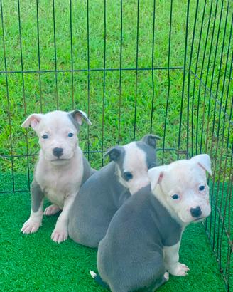Amstaff blu occhi blu pedigree enci