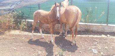puledro 