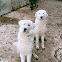 Pastore maremmano abruzzese