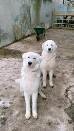 Pastore maremmano abruzzese