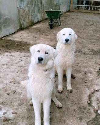 Pastore maremmano abruzzese